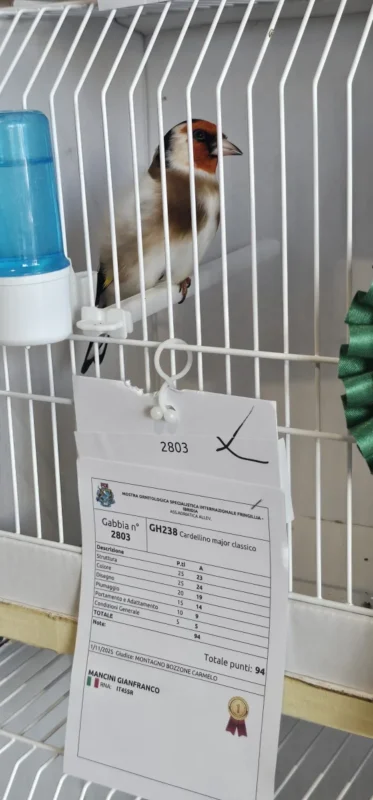 img fringillias 2025 002