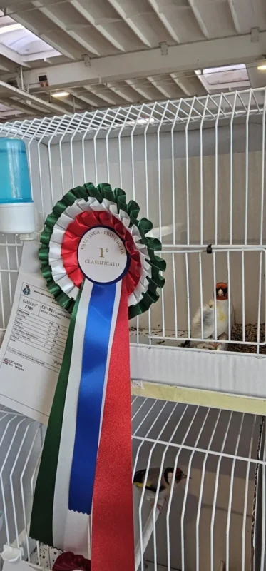 img fringillias 2025 003