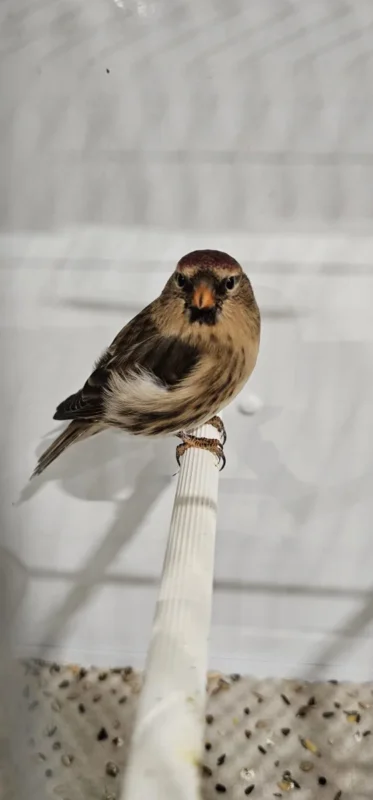 img fringillias 2025 004