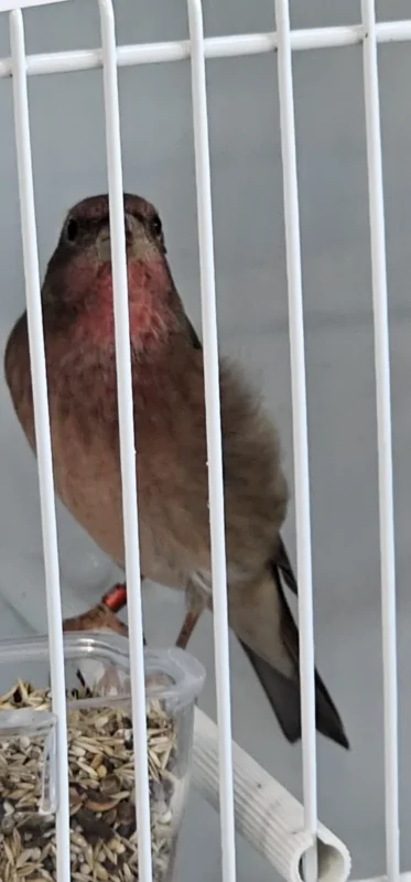 img fringillias 2025 005