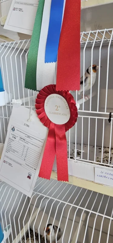 img fringillias 2025 006