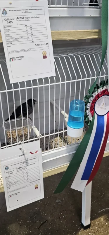 img fringillias 2025 007