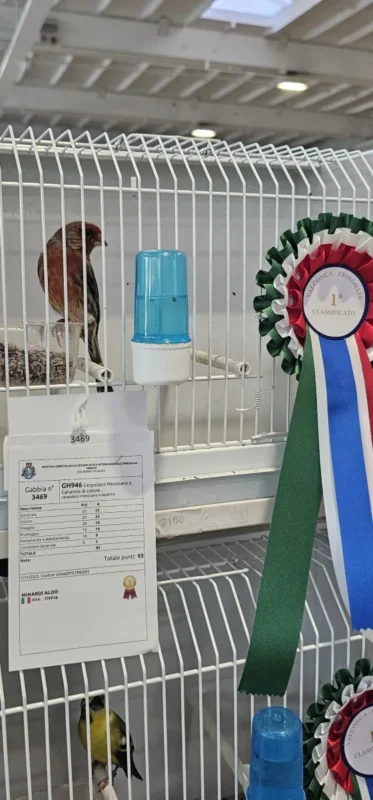 img fringillias 2025 008