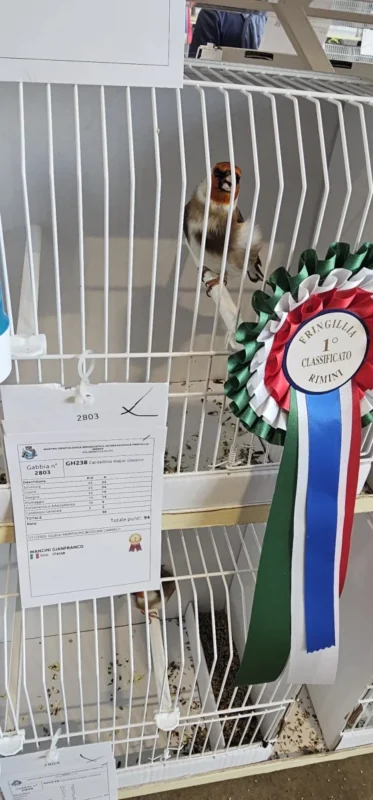 img fringillias 2025 009