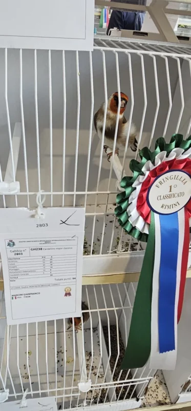 img fringillias 2025 010