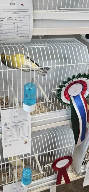 img fringillias 2025 011