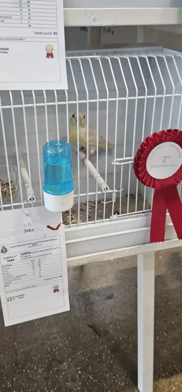 img fringillias 2025 012