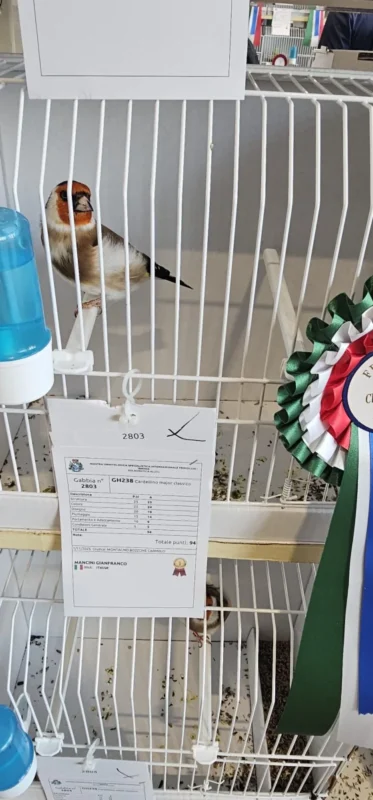 img fringillias 2025 013