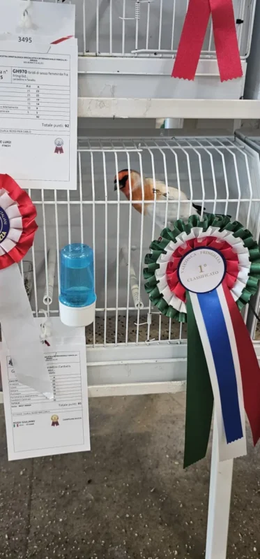 img fringillias 2025 014