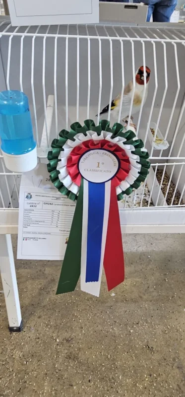 img fringillias 2025 015