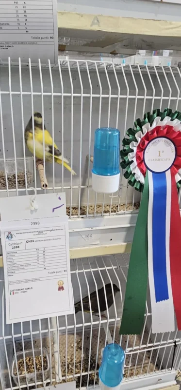 img fringillias 2025 017