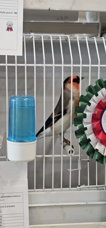 img fringillias 2025 018