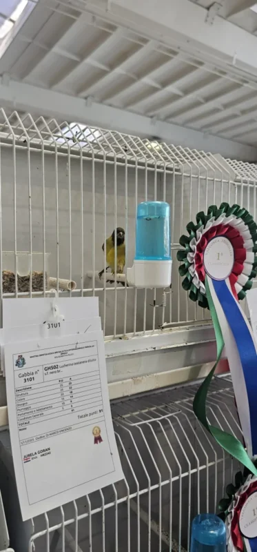 img fringillias 2025 020