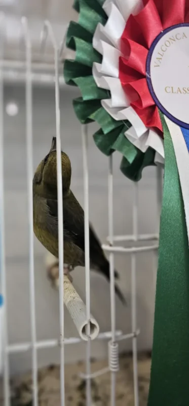 img fringillias 2025 021