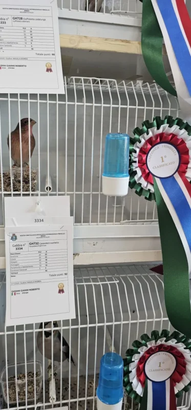 img fringillias 2025 022