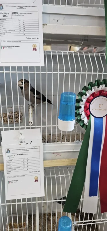 img fringillias 2025 023