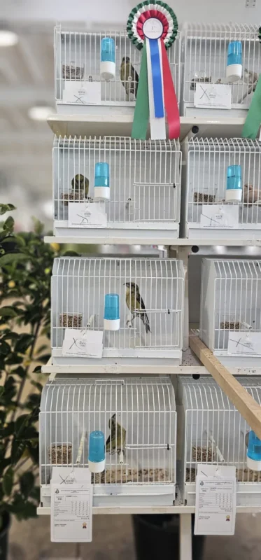 img fringillias 2025 024