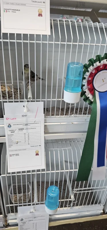 img fringillias 2025 025