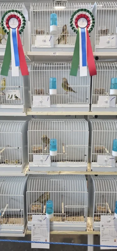 img fringillias 2025 026