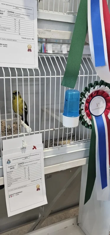 img fringillias 2025 027