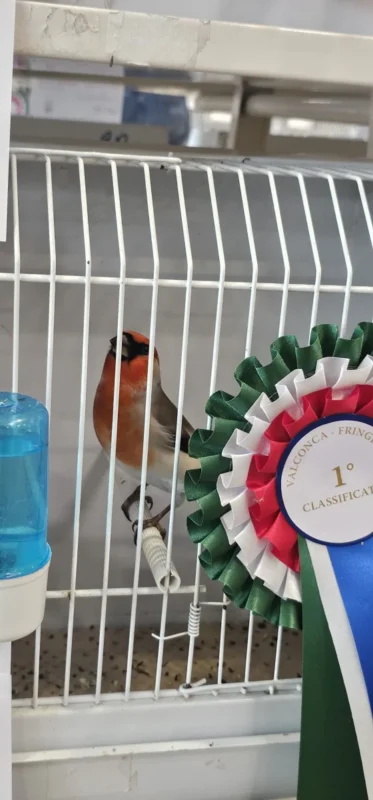 img fringillias 2025 028