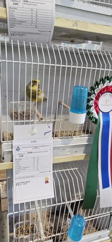 img fringillias 2025 029