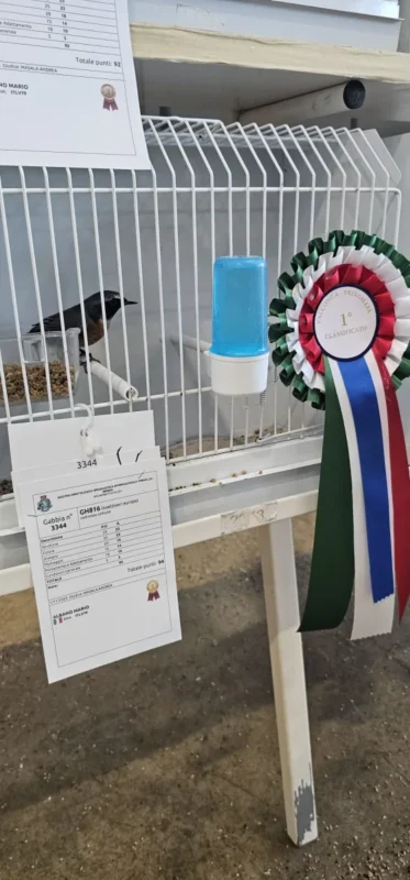 img fringillias 2025 030