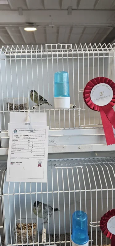 img fringillias 2025 031