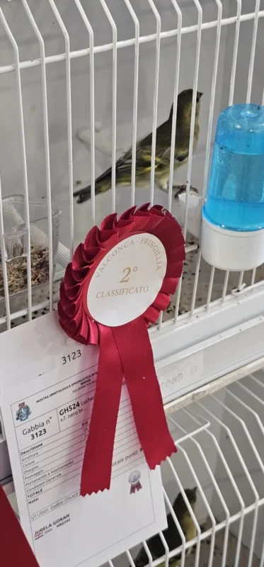 img fringillias 2025 032