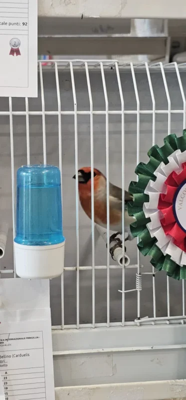 img fringillias 2025 033