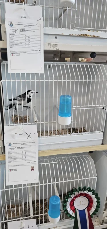 img fringillias 2025 034