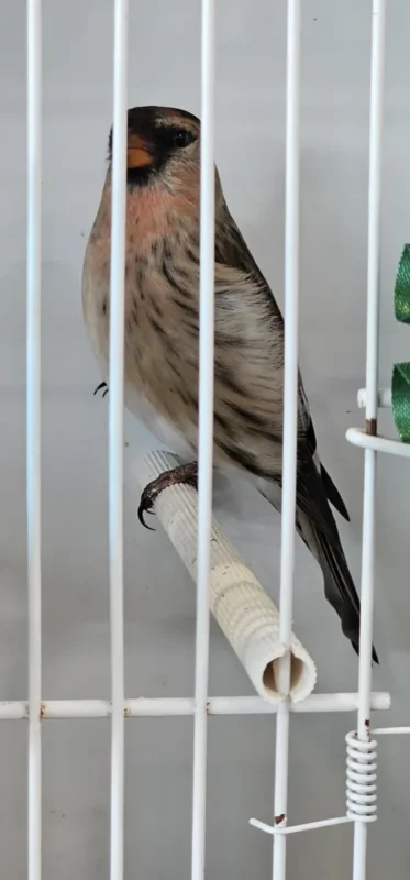 img fringillias 2025 035