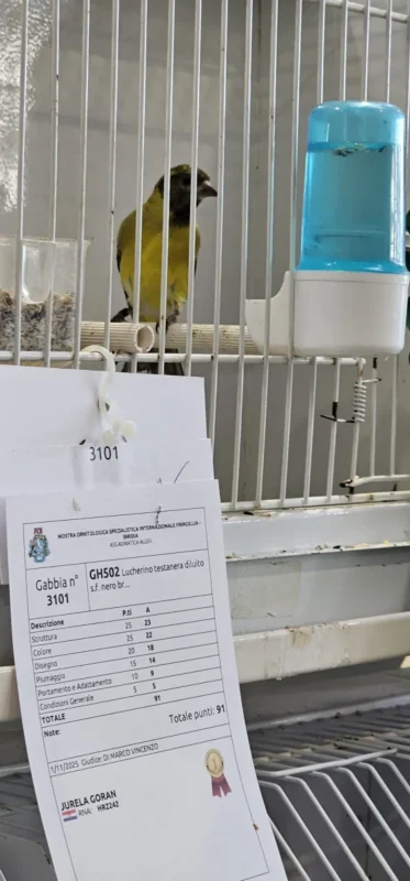 img fringillias 2025 036