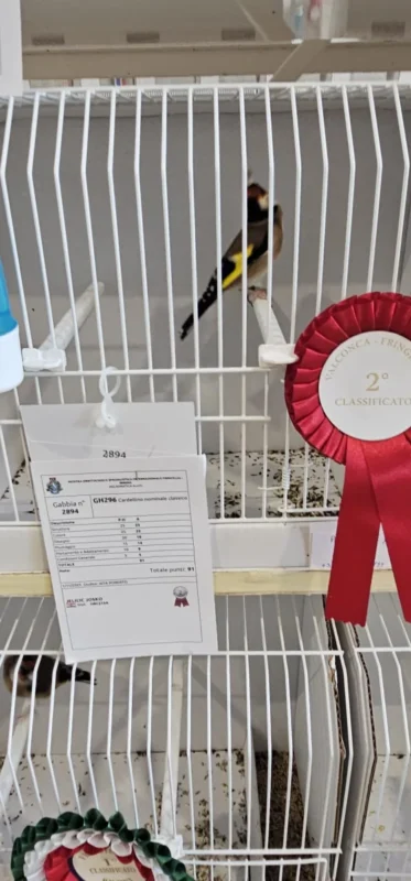 img fringillias 2025 037