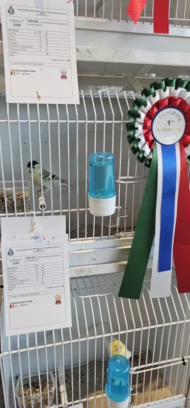 img fringillias 2025 038