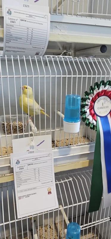 img fringillias 2025 039