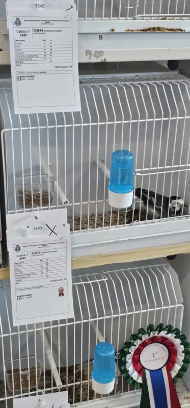 img fringillias 2025 040