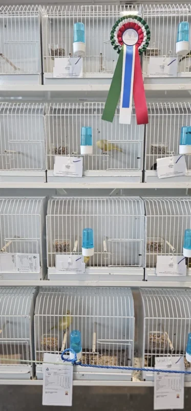 img fringillias 2025 041