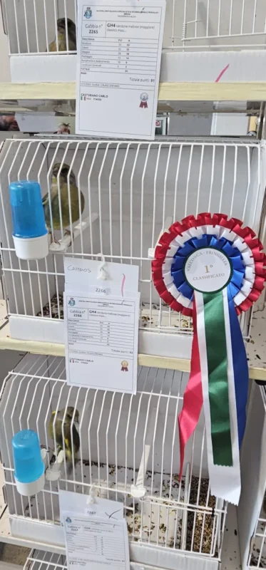 img fringillias 2025 042