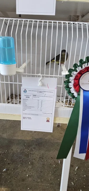 img fringillias 2025 043