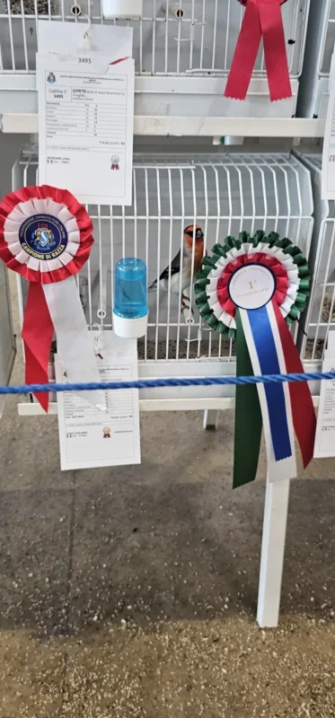 img fringillias 2025 045