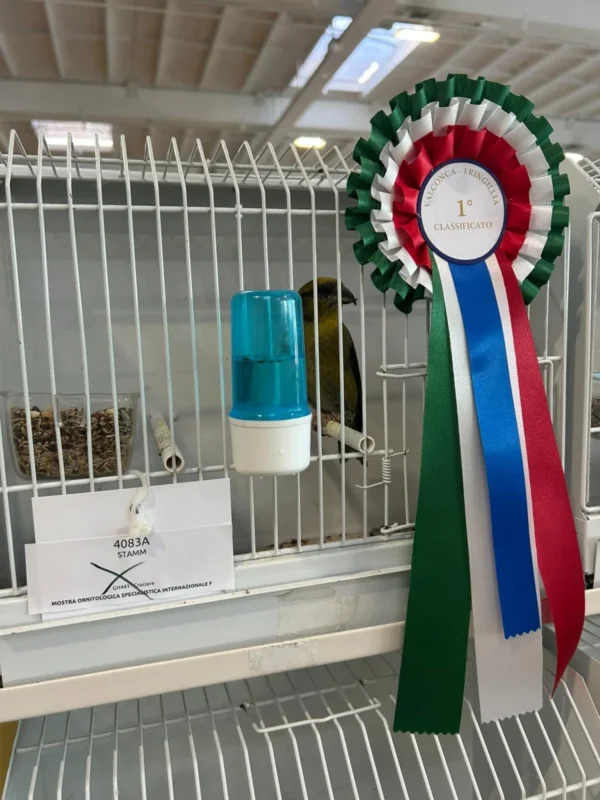 img fringillias 2025 047