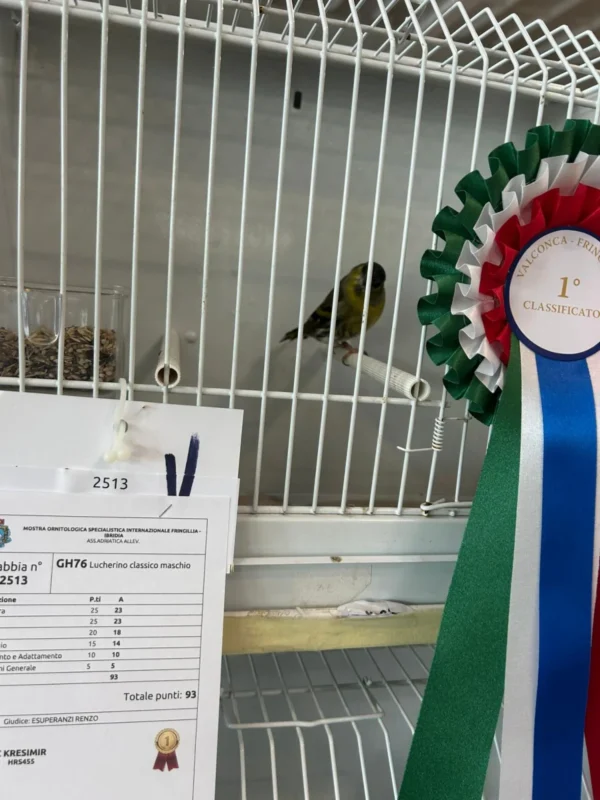 img fringillias 2025 048