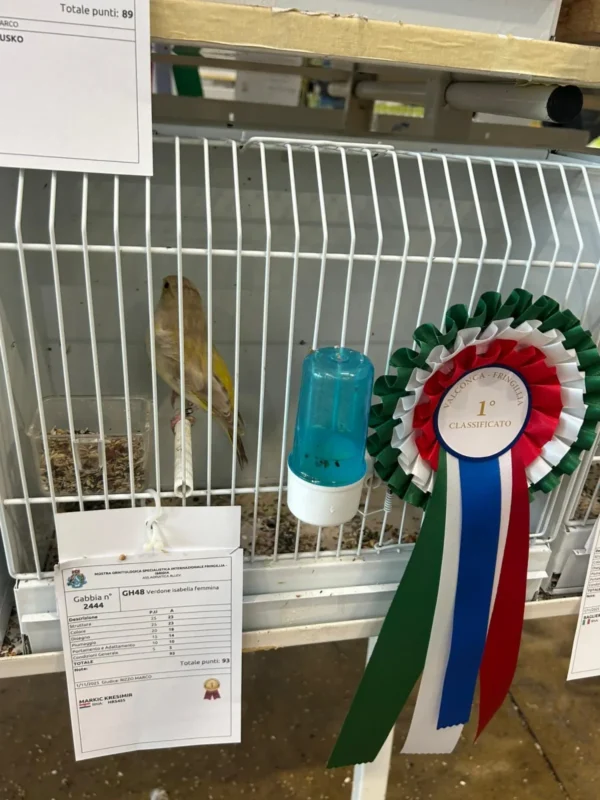 img fringillias 2025 049