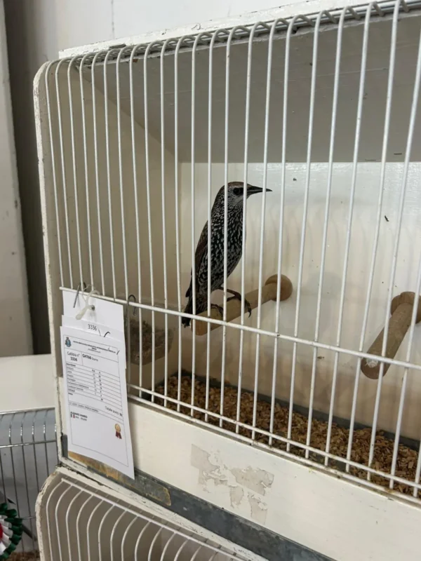 img fringillias 2025 050