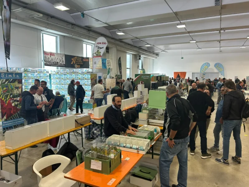 img fringillias 2025 051