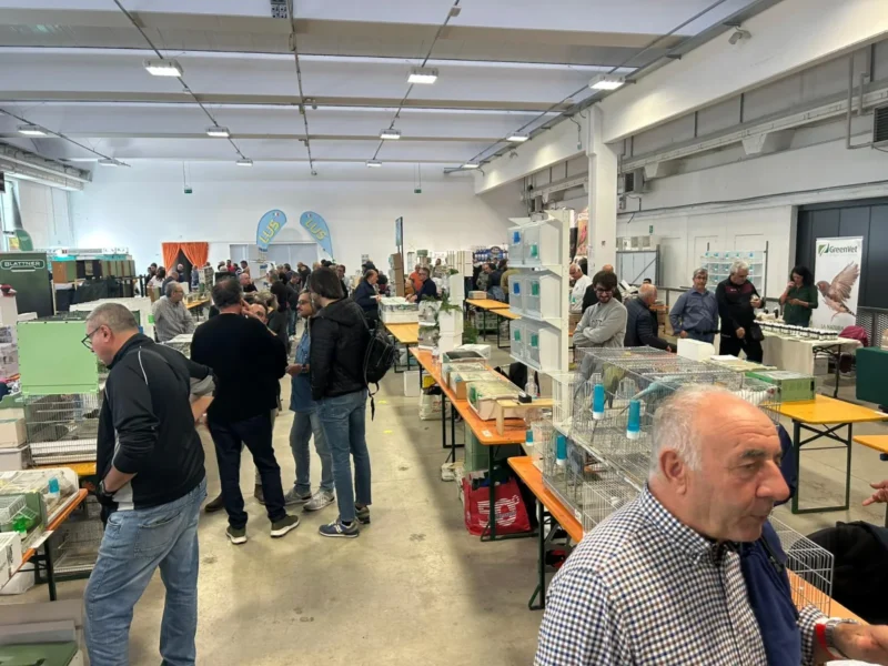 img fringillias 2025 052