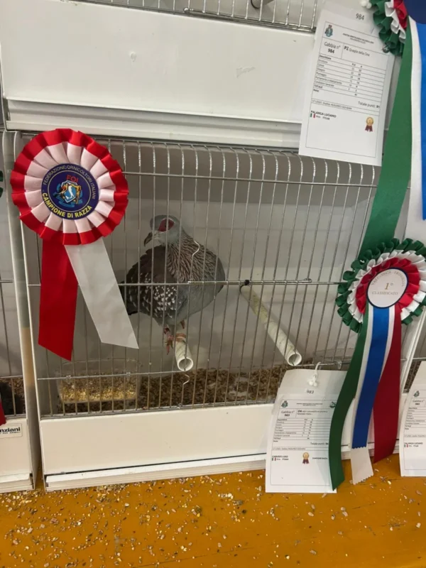 img fringillias 2025 053