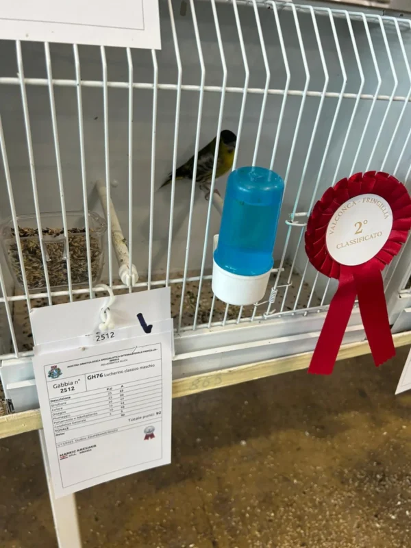 img fringillias 2025 054