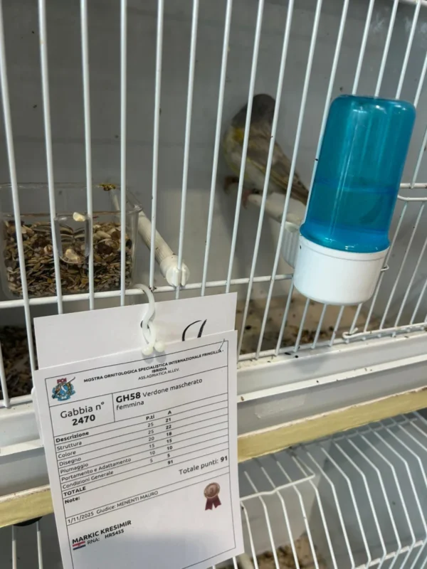 img fringillias 2025 055